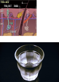 汗腺の構造